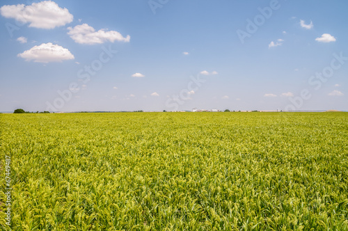 Field of green millet with sky in the background