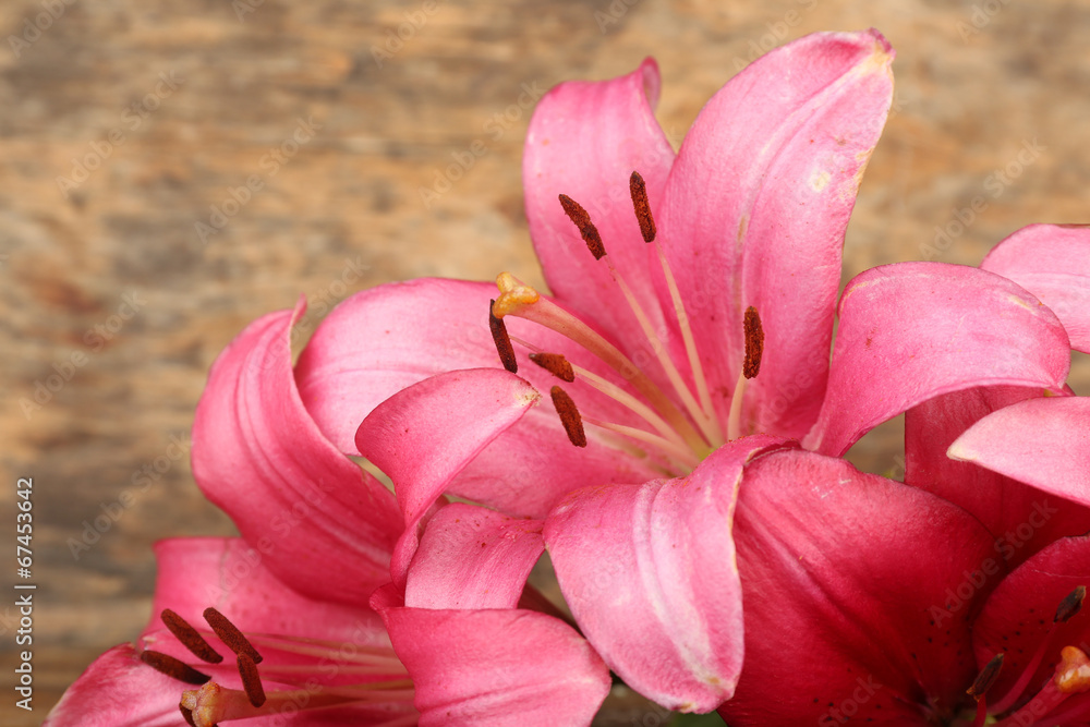 Fototapeta premium Beautiful lily on wooden background