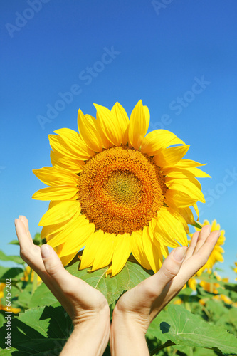 Fototapeta Naklejka Na Ścianę i Meble -  Female hand holding sun flower in field