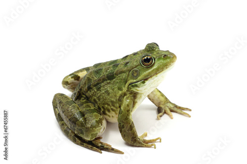 green spotted frog on white background