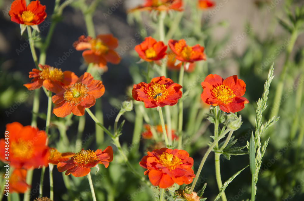 Orange Flowers