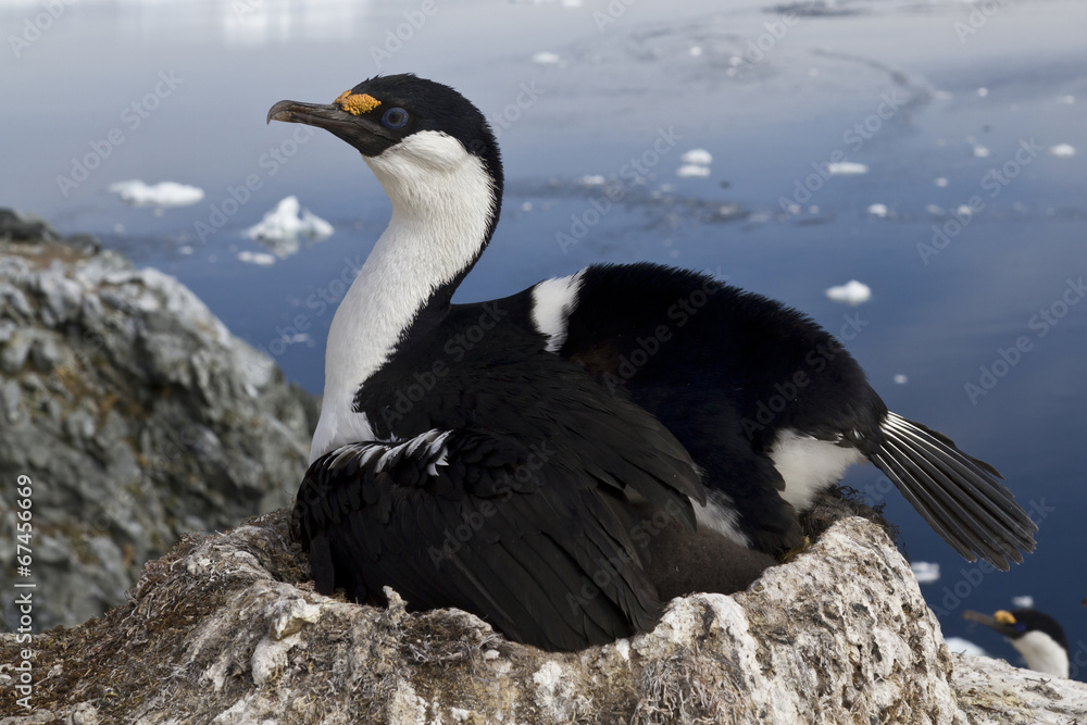 Naklejka premium Antarctic blue-eyed cormorant which incubates the clutch on the