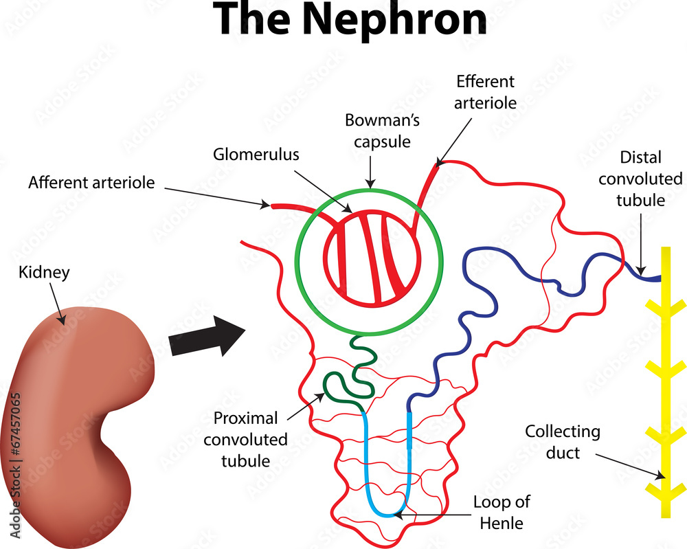 loop of henle kidney