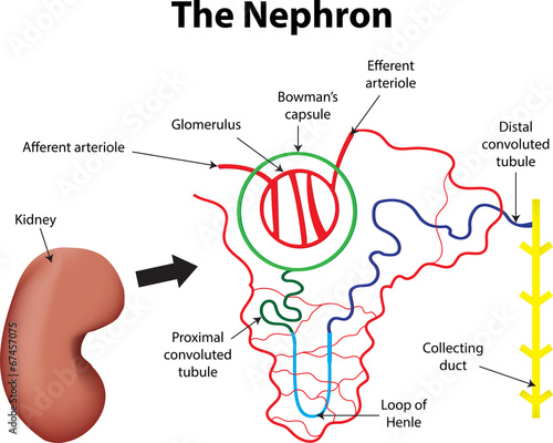 The Nephron photo