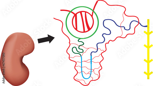 Nephron