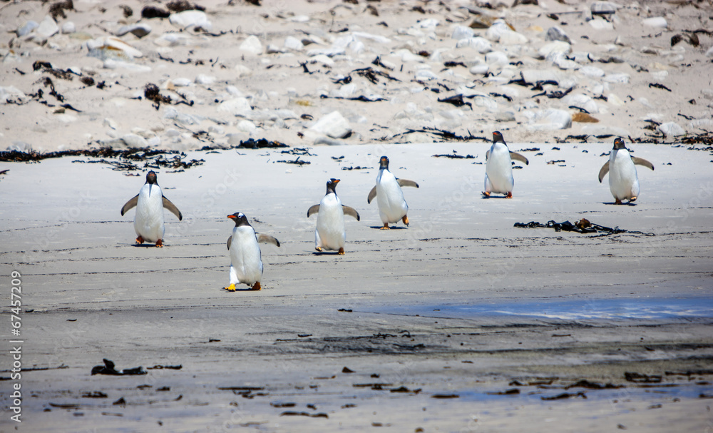 Fototapeta premium Six Gento Penguin on the beach