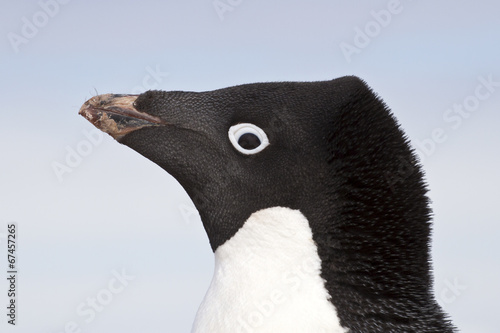 Fotografía Adelie penguin portrait closeup spring day