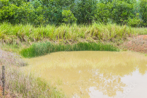 Foto Rice seedlings in mud