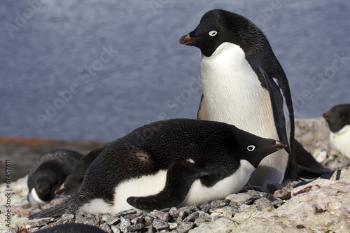 Male and female Adelie penguins at the nest in the colony