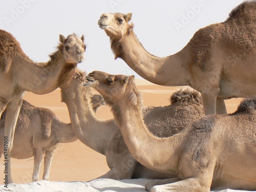 Happy Camels