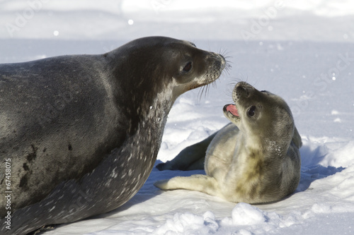 female Weddell seal and her pup that growls