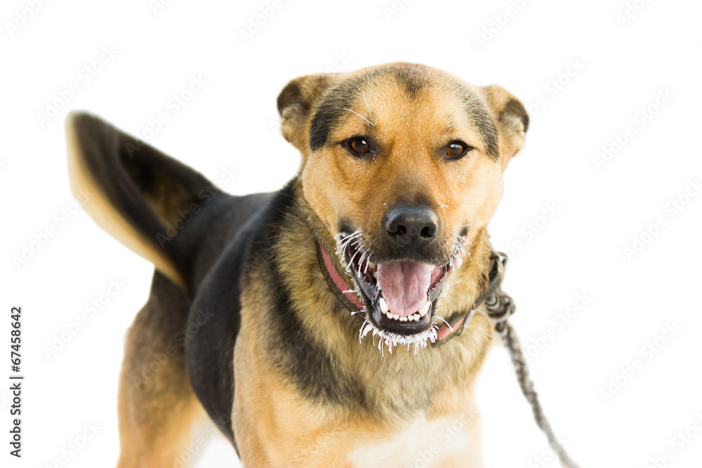 dog isolated on white