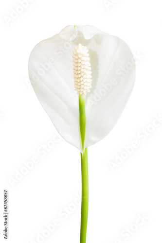 White Spathiphyllum (Peace Lily) flower on white background