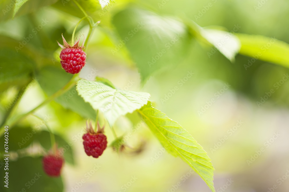 rrberry rrberry