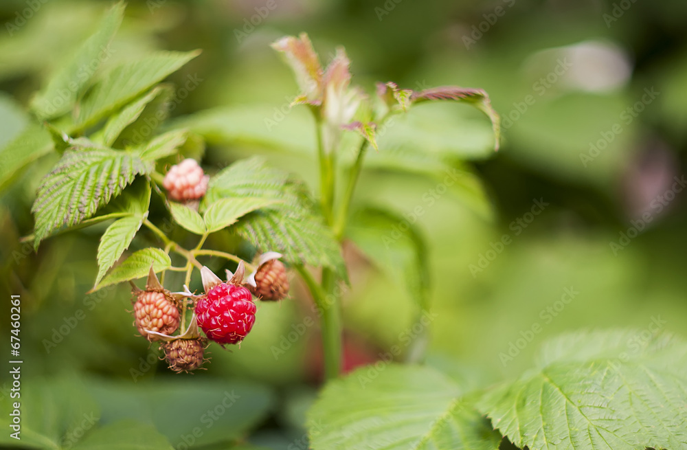 raspberry raspberry