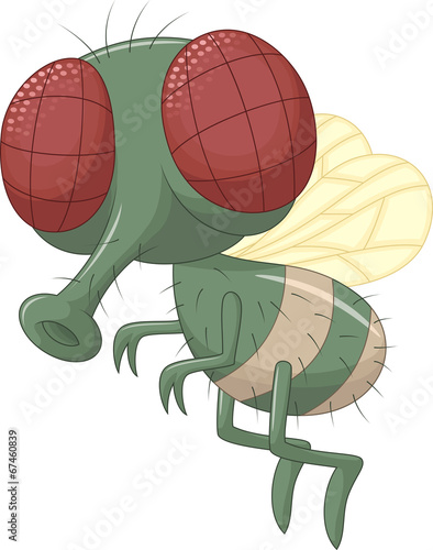Fly cartoon
