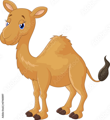 Camel cartoon