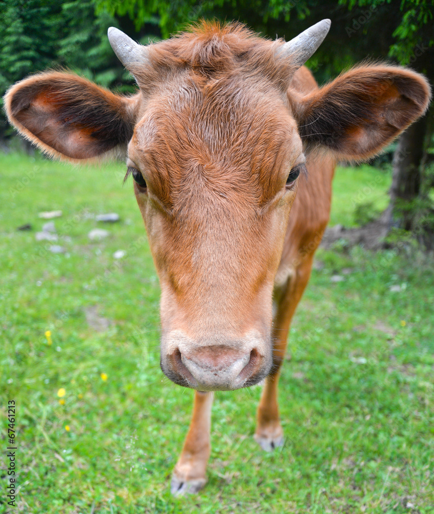 The portrait of young cow on a summer pasture The portrait of young cow on a summer pasture