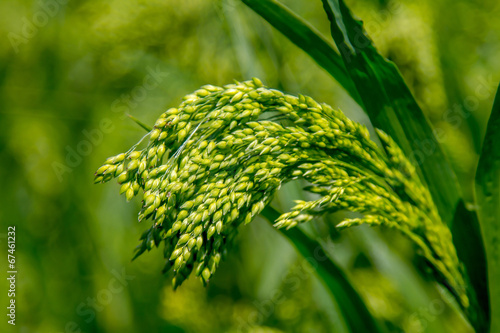 Preview green field plant millet background