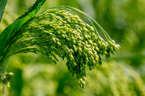 Preview green field plant millet background photo