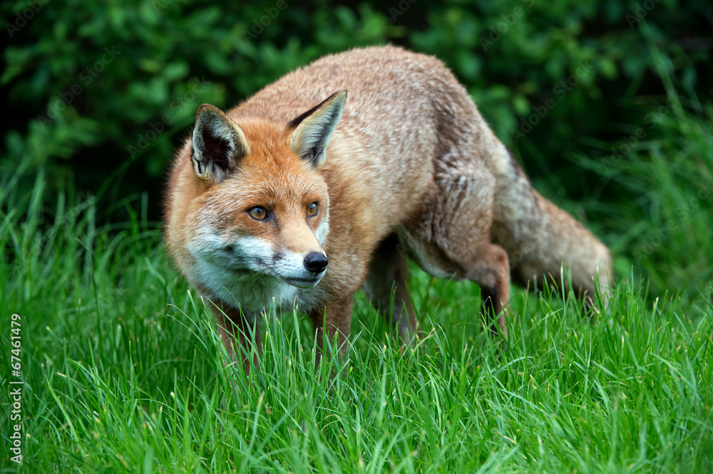 Fox Fox