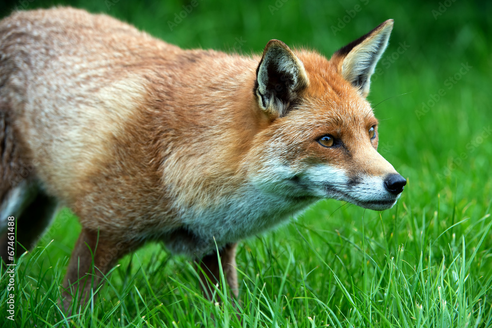 Fox Fox