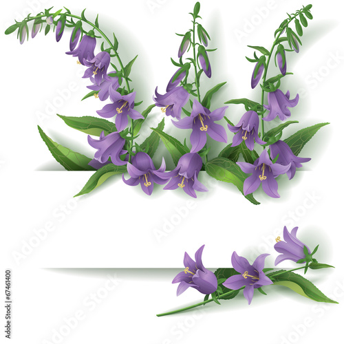 Bluebell flowers