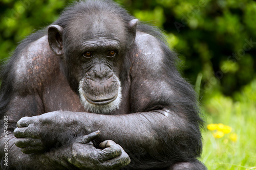 Bilde på lerret Chimpanzee