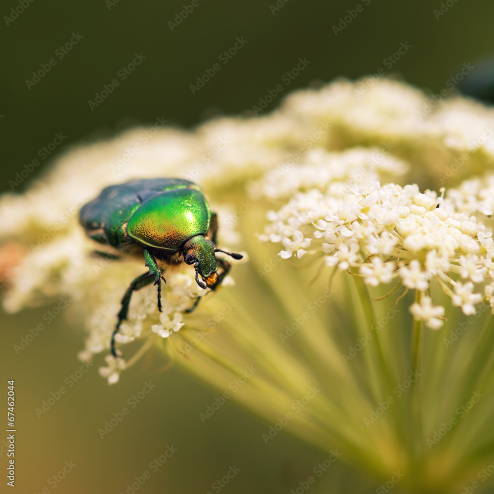 Naklejka premium June beetle sitting on a leaf yarrow