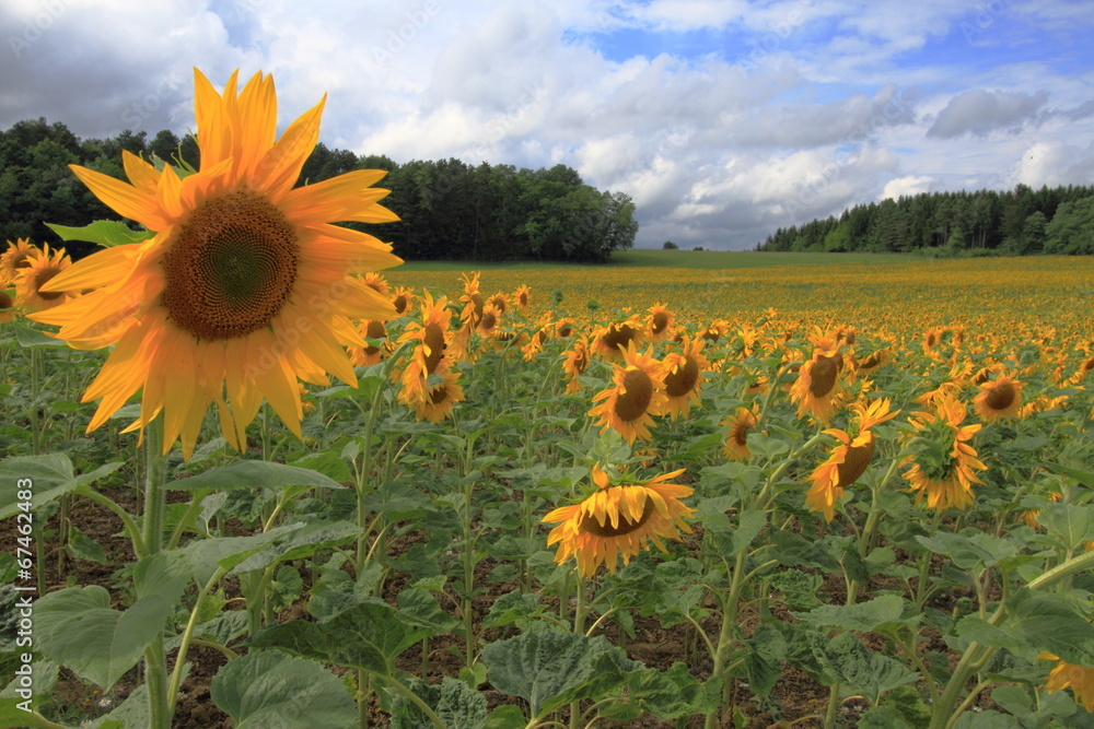 Champs De Tournesol Stock Photo Adobe Stock champs-de-tournesol-stock-photo-adobe-stock