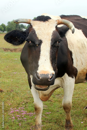 krowa na pastwisku © shutterfil77