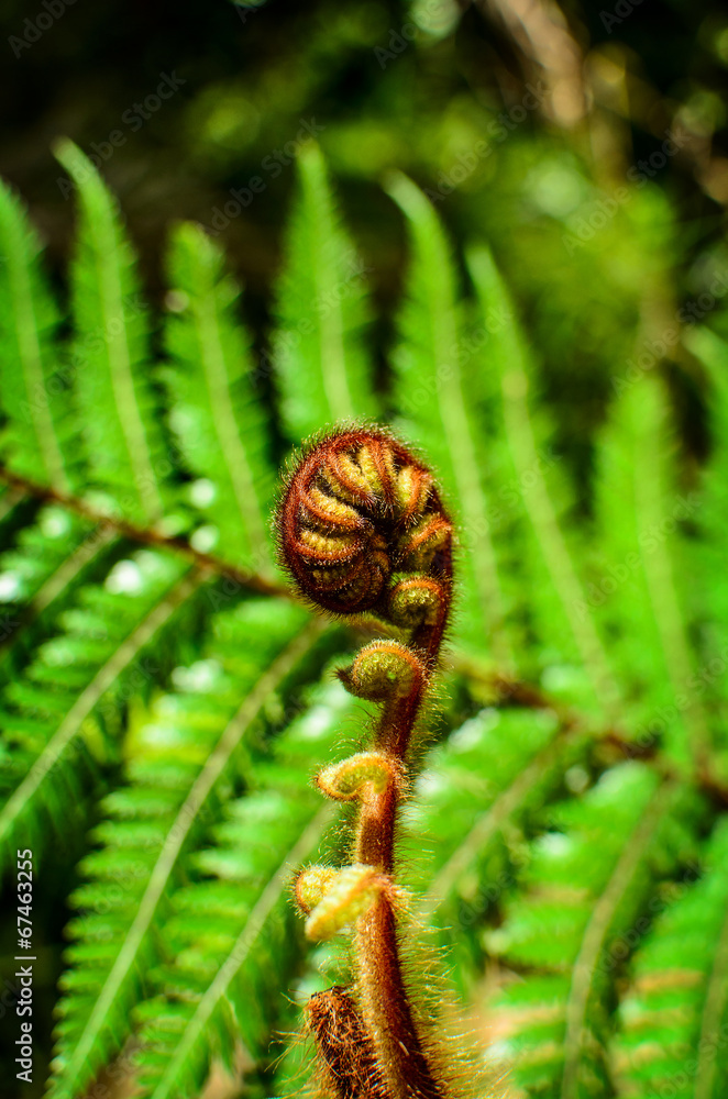 Curled young leaf of fern. Close-up Curled young leaf of fern. Close-up