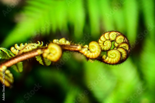 Curled  young leaf of fern. Close-up