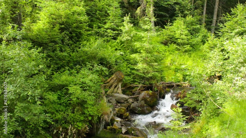 beautiful cascade comes out of a forest river beautiful cascade comes out of a forest river