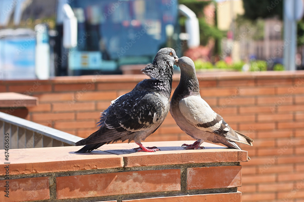 Obraz premium Pair of pigeons