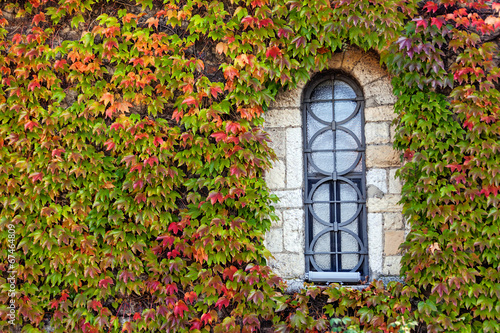 window  with orange and green leaves