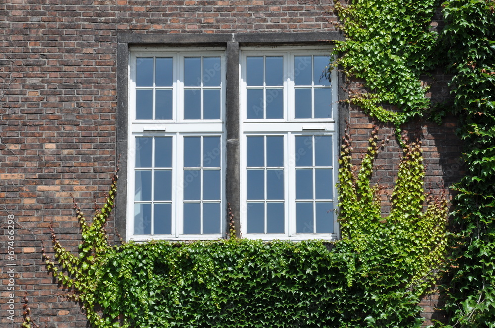 Brick wall with window wall covered by ivy