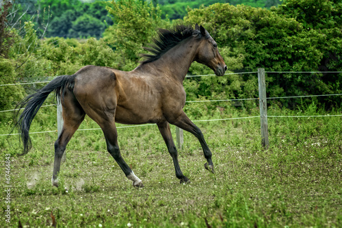 Majestic Stallion Horse running in a Pasture