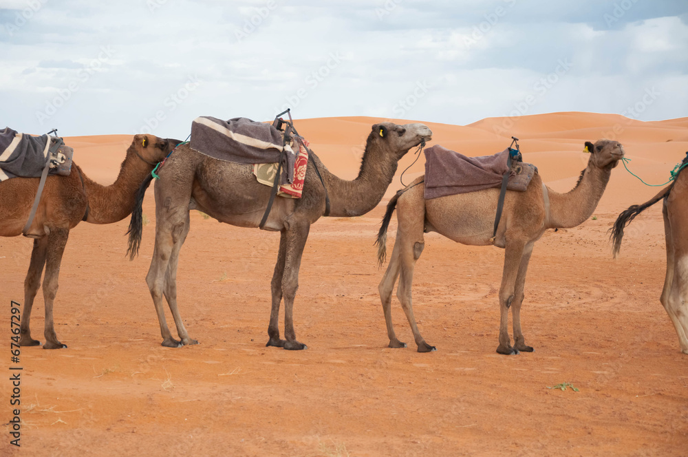 caravan camels - obrazy, fototapety, plakaty 