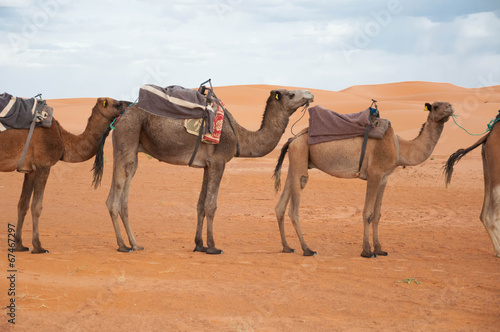 caravan camels