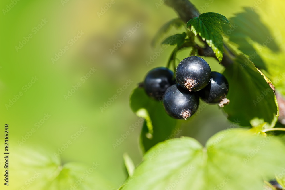 Cluster of black currant close up Cluster of black currant close up