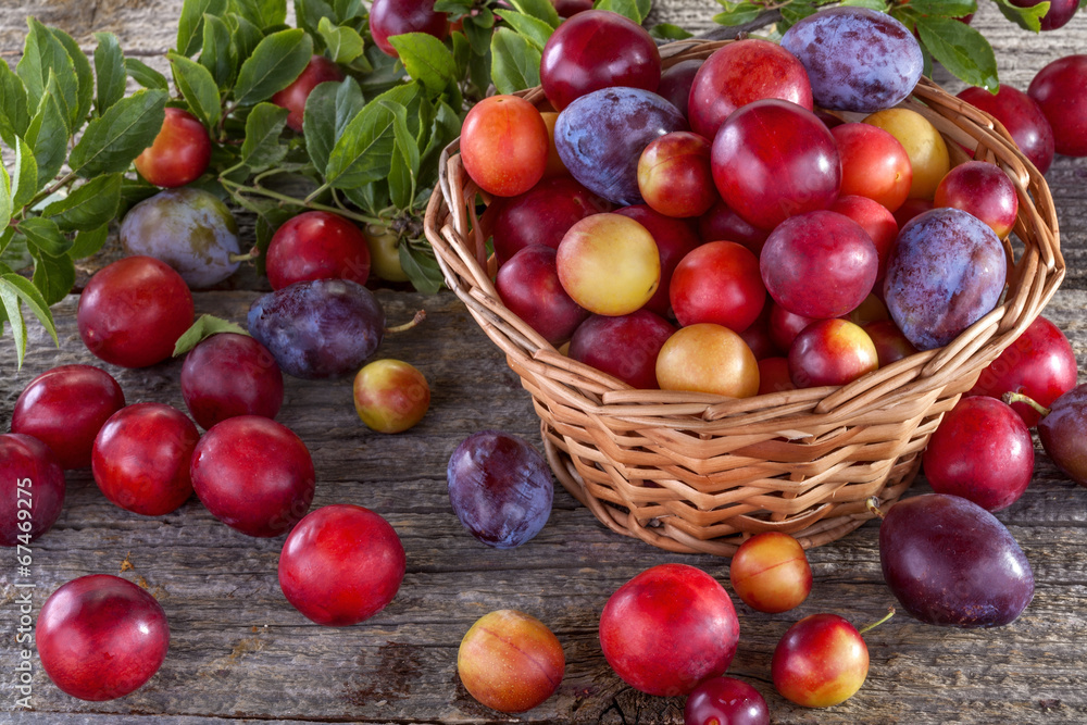 sloes and domestic organically grown plums on the table sloes and domestic organically grown plums on the table