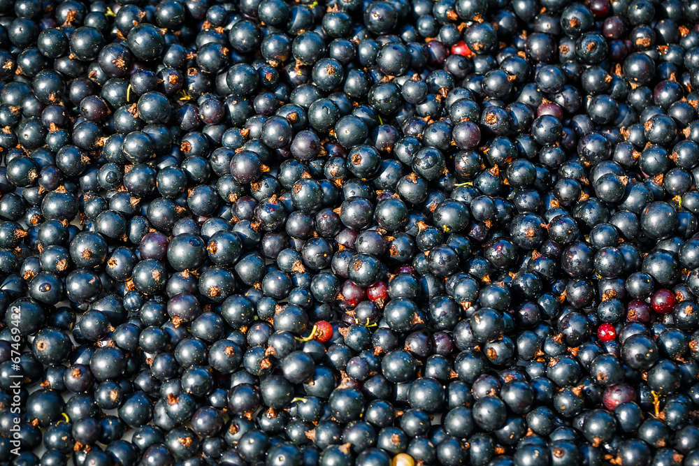 raw black currant background raw black currant background