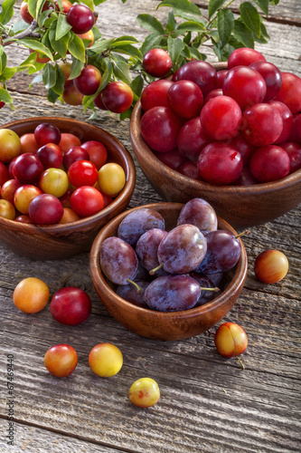 sloes and domestic organically grown plums on the table