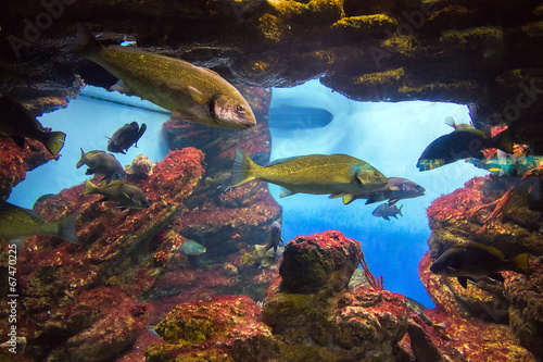 View fishes in aquarium