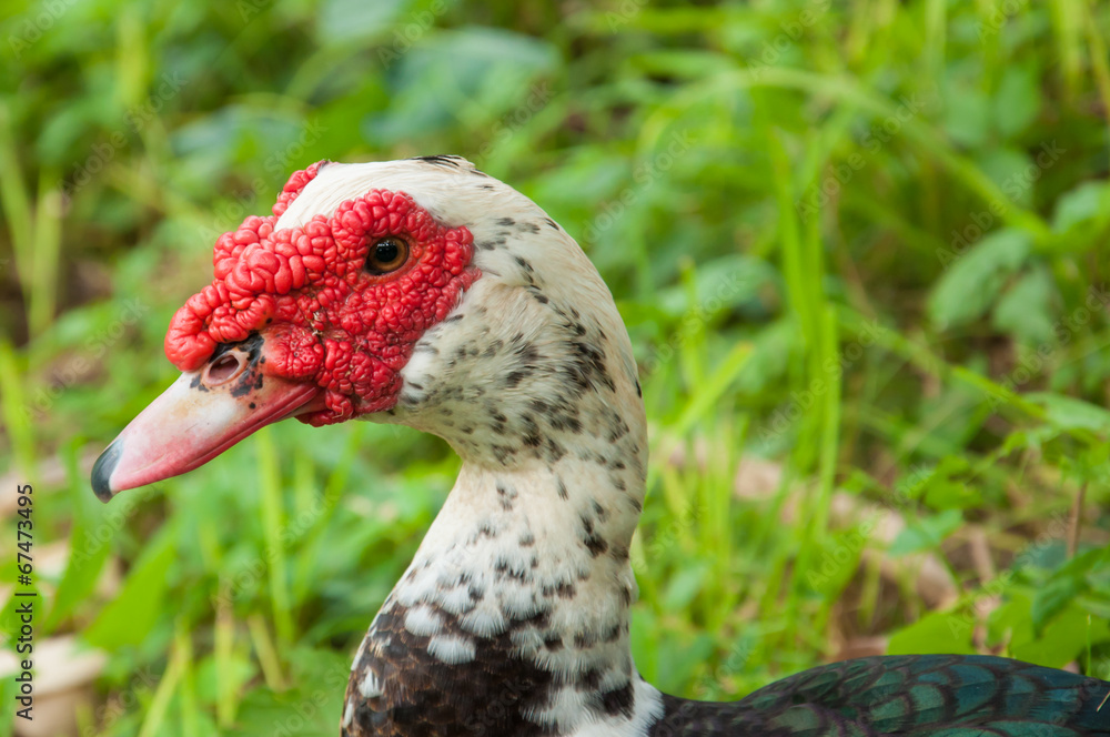 The Muscovy duck (Cairina moschata) The Muscovy duck (Cairina moschata)