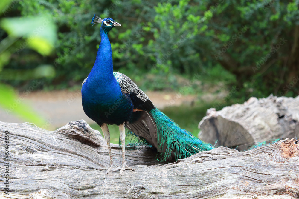 Obraz premium Indian peafowl on a branch