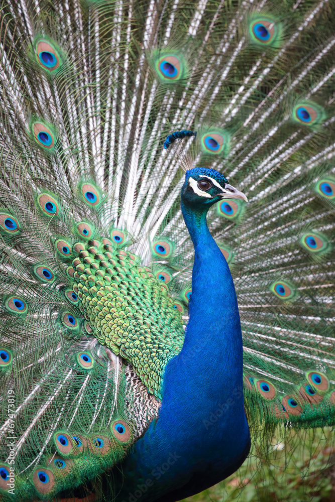 Naklejka premium Indian peafowl with opened tail