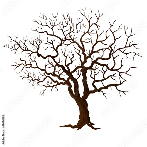 Tree without leaves isolated on white