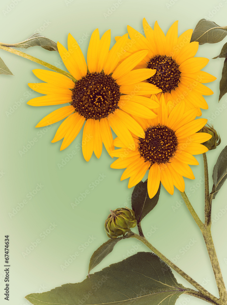 Fototapeta premium Wild sunflower blossoms on vintage green background